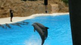 מופע הדולפינים בלורו פארק-טנריף